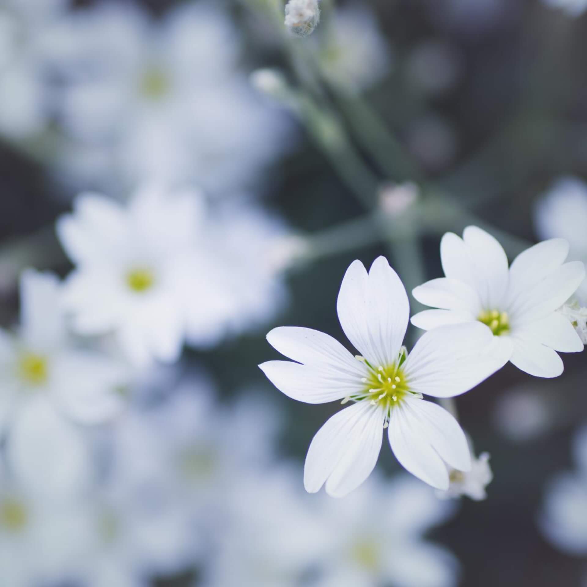 Kriechendes Gipskraut 'Filou White' (Gypsophila repens 'Filou White')