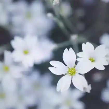 Foto von Kriechendes Gipskraut 'Filou White' (Gypsophila repens 'Filou White')