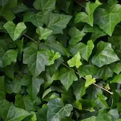 Foto von Efeu 'Baltica' (Hedera helix 'Baltica')