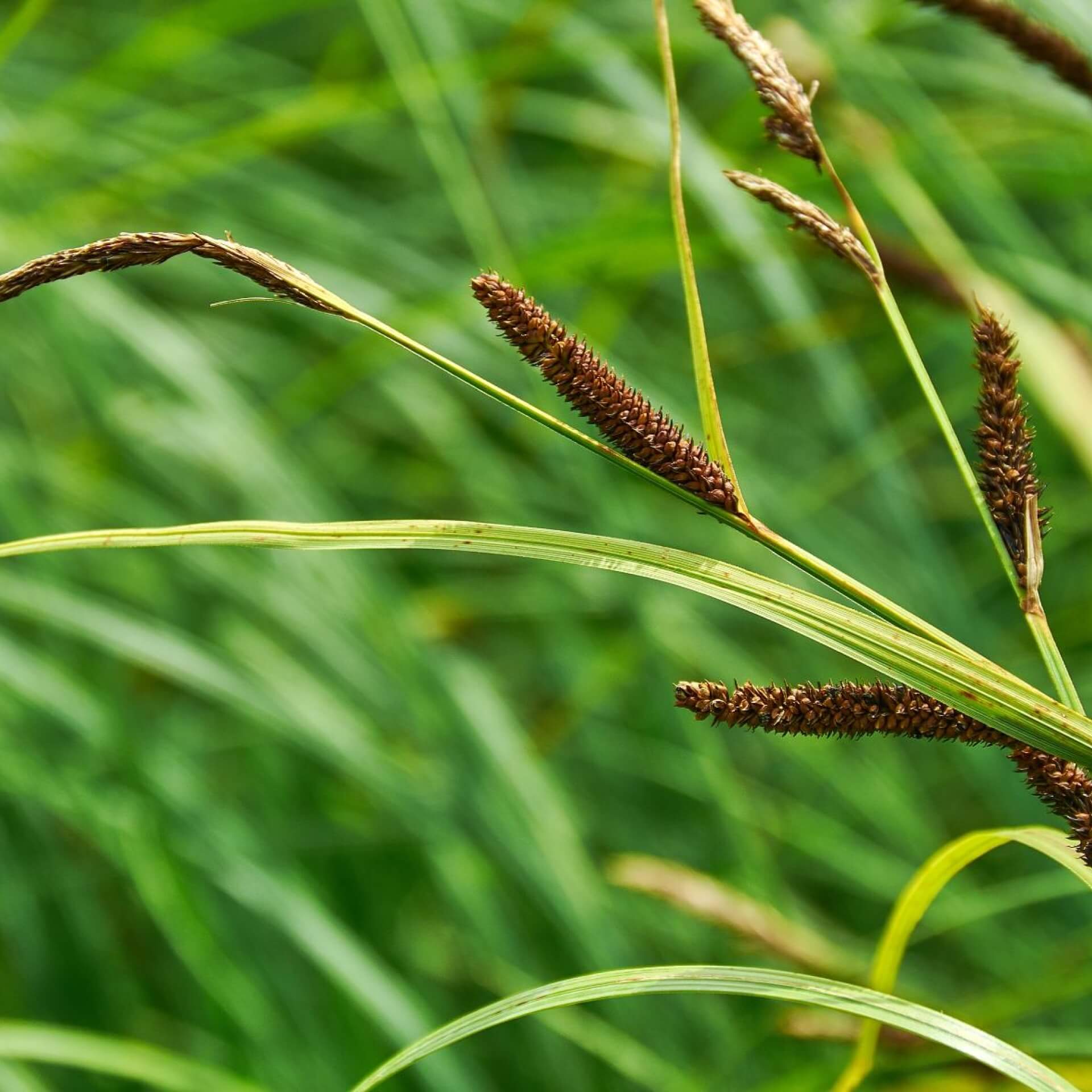 Schlank-Segge (Carex acuta)