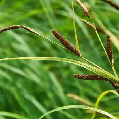 Foto von Schlank-Segge (Carex acuta)