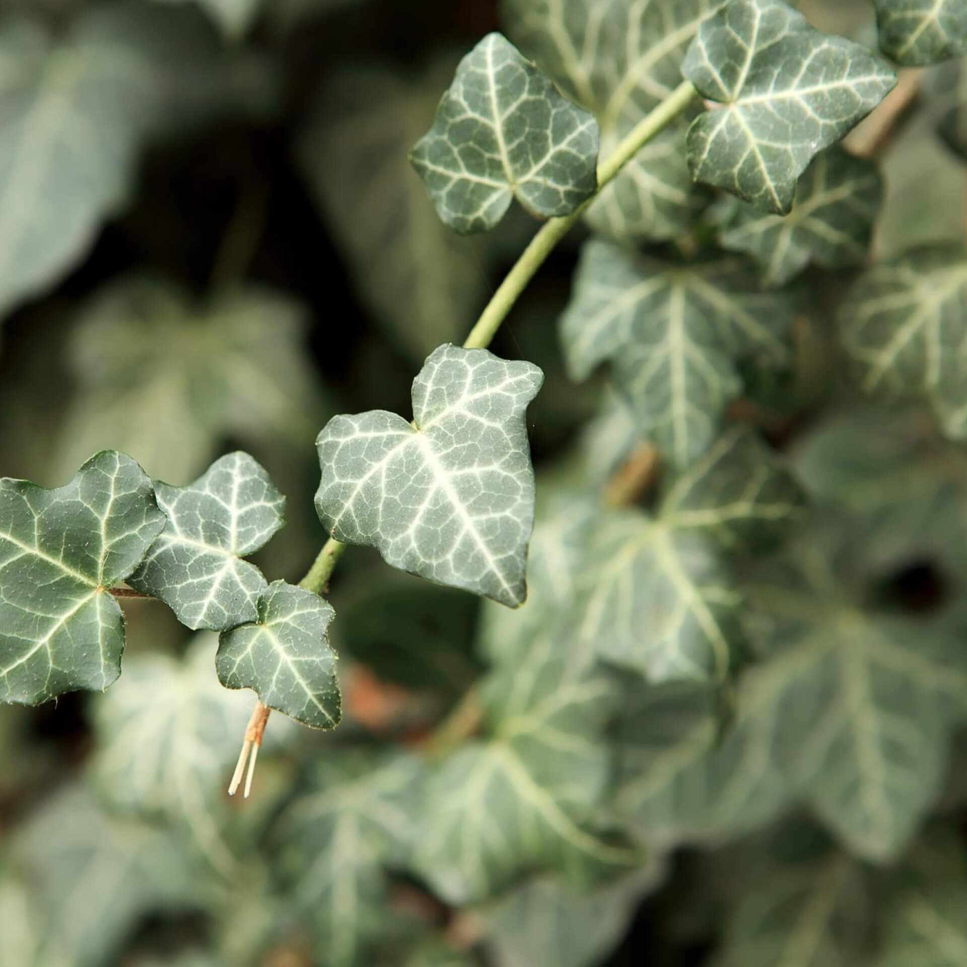 Efeu 'Glacier' (Hedera helix 'Glacier')