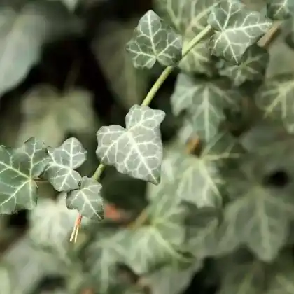 Foto von Efeu 'Glacier' (Hedera helix 'Glacier')