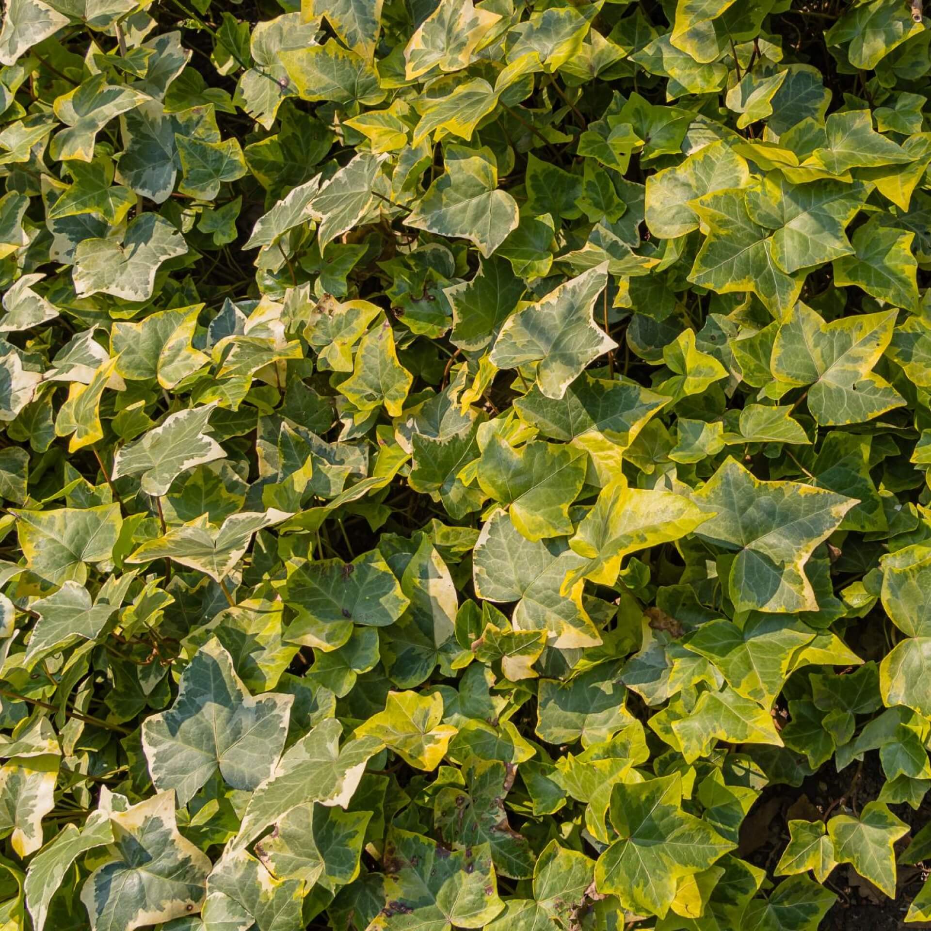 Efeu 'Goldchild' (Hedera helix 'Goldchild')