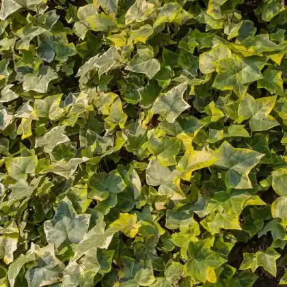 Foto von Efeu 'Goldchild' (Hedera helix 'Goldchild')