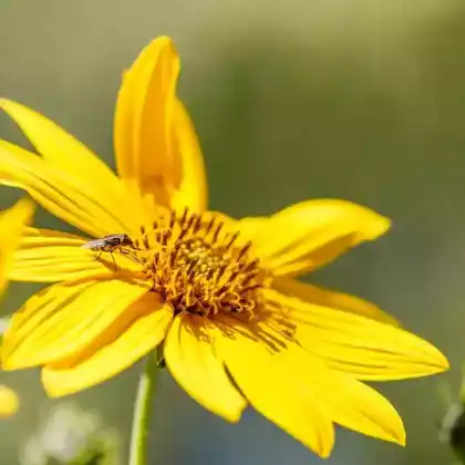 Foto von Stauden Sonnenblume 'Giganteus' (Helianthus atrorubens 'Giganteus')