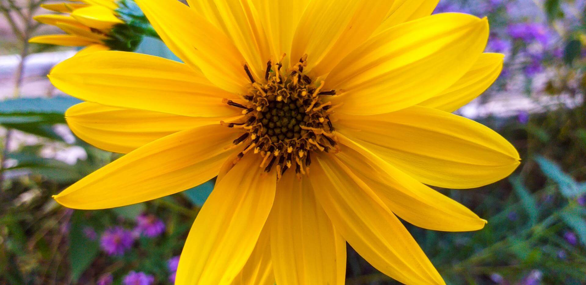 RiesenSonnenblume 'Sheila's Sunshine' Expertenwissen für den Garten