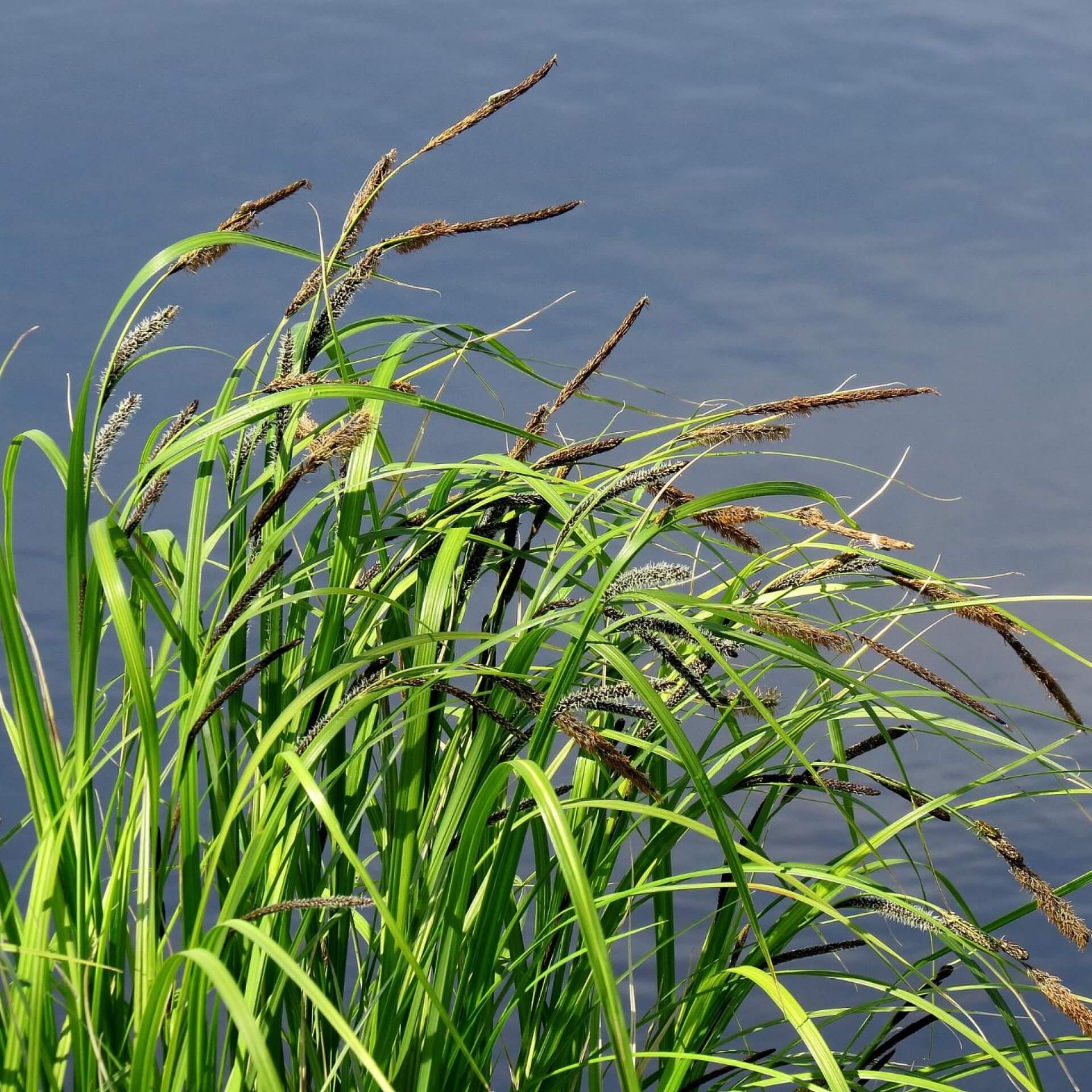 Sumpf-Segge (Carex acutiformis)