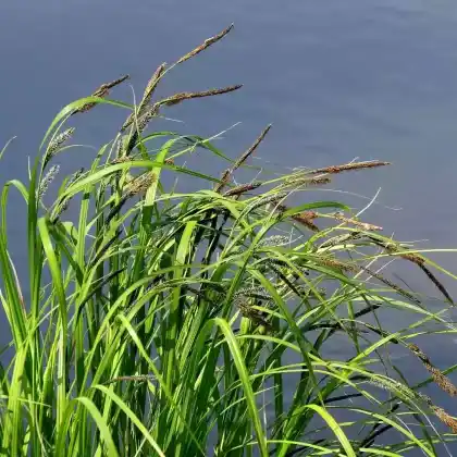 Foto von Sumpf-Segge (Carex acutiformis)