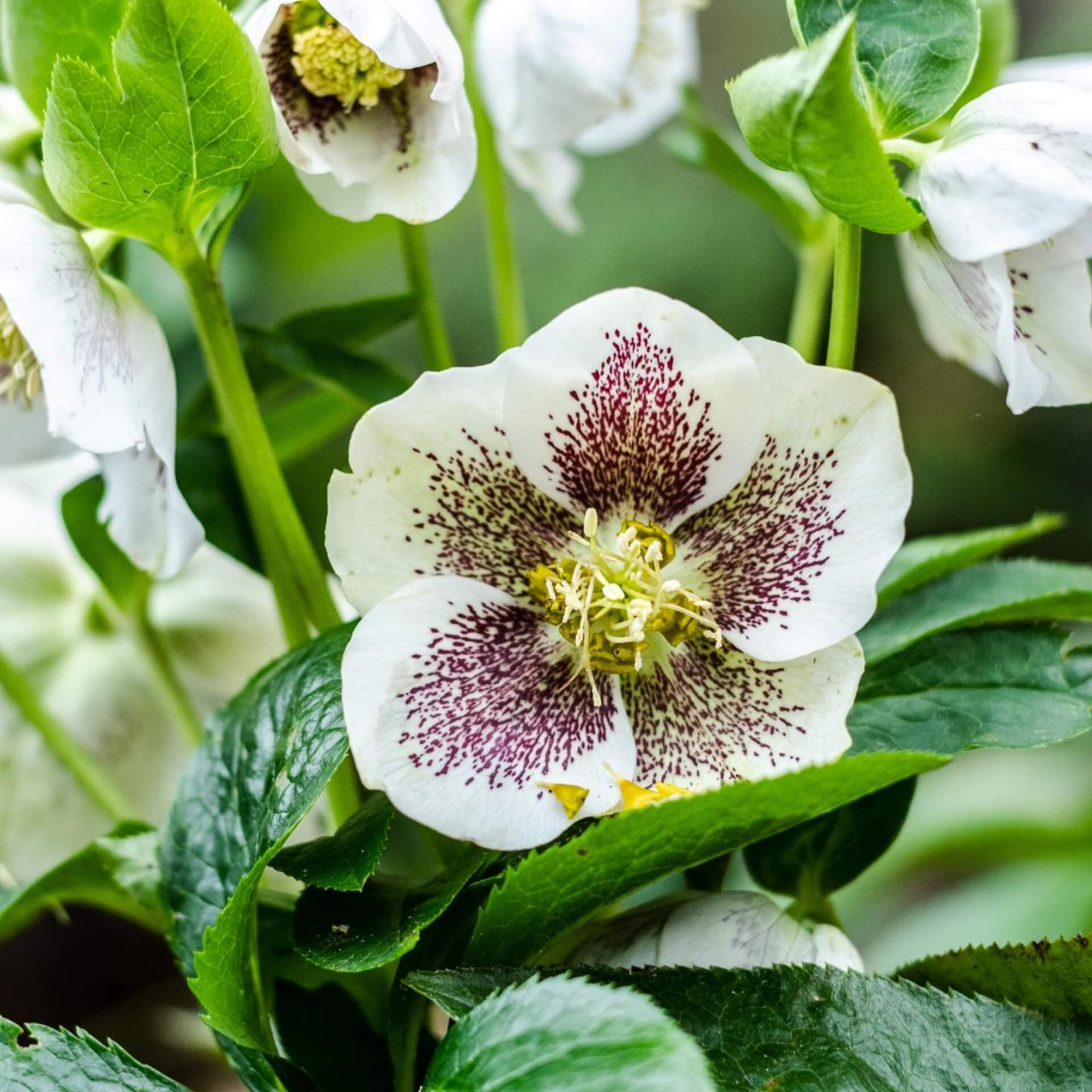 Schwarze Nieswurz 'Christmas Carol' (Helleborus niger 'Christmas Carol')