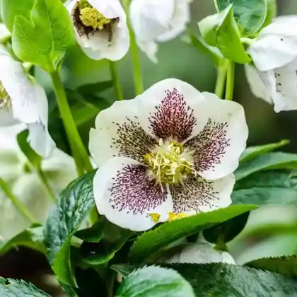 Foto von Schwarze Nieswurz 'Christmas Carol' (Helleborus niger 'Christmas Carol')