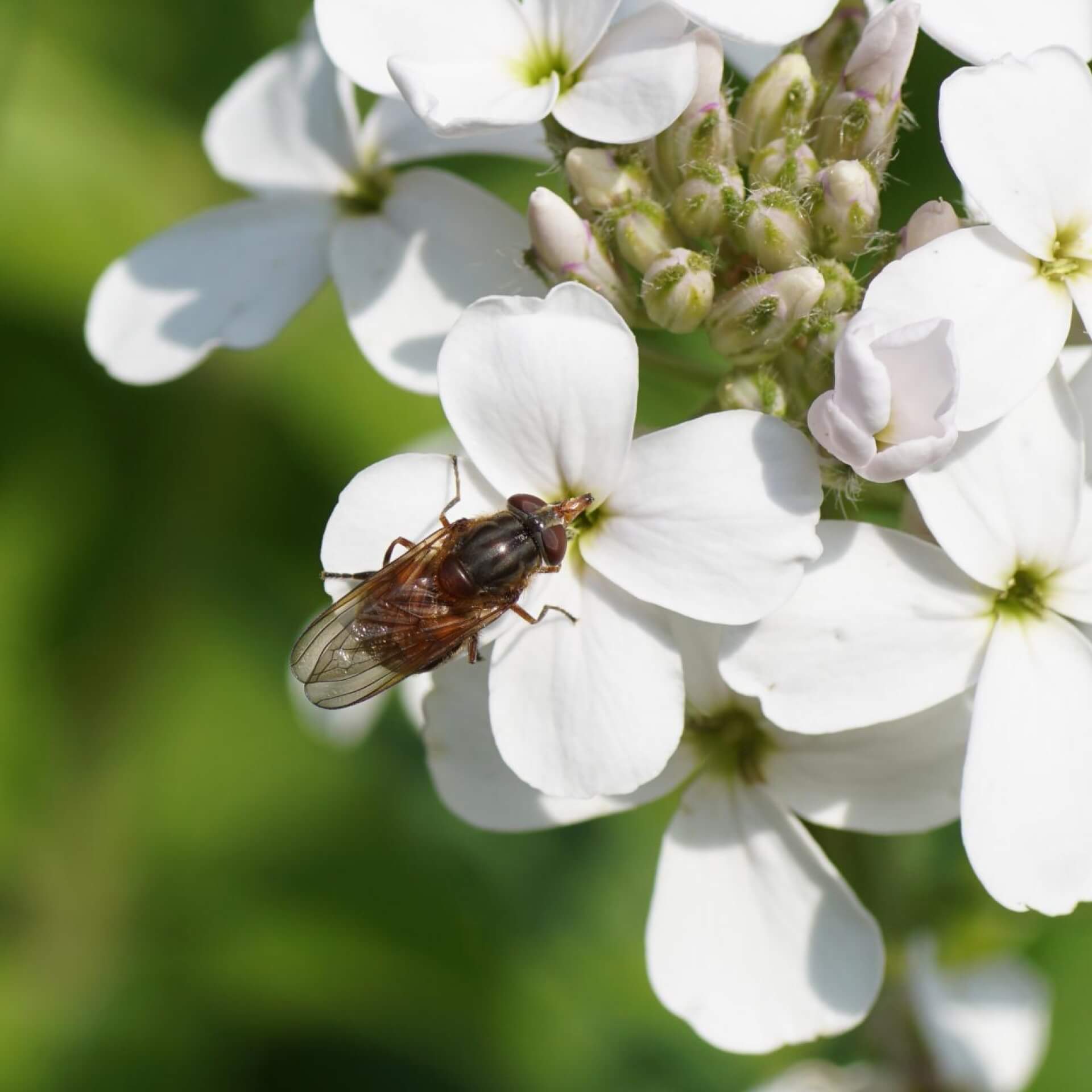 Nachtviole 'Alba' (Hesperis matronalis 'Alba')