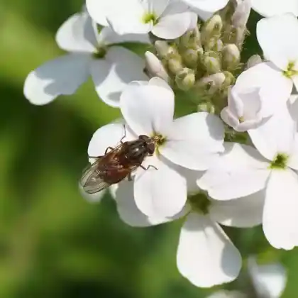 Foto von Nachtviole 'Alba' (Hesperis matronalis 'Alba')