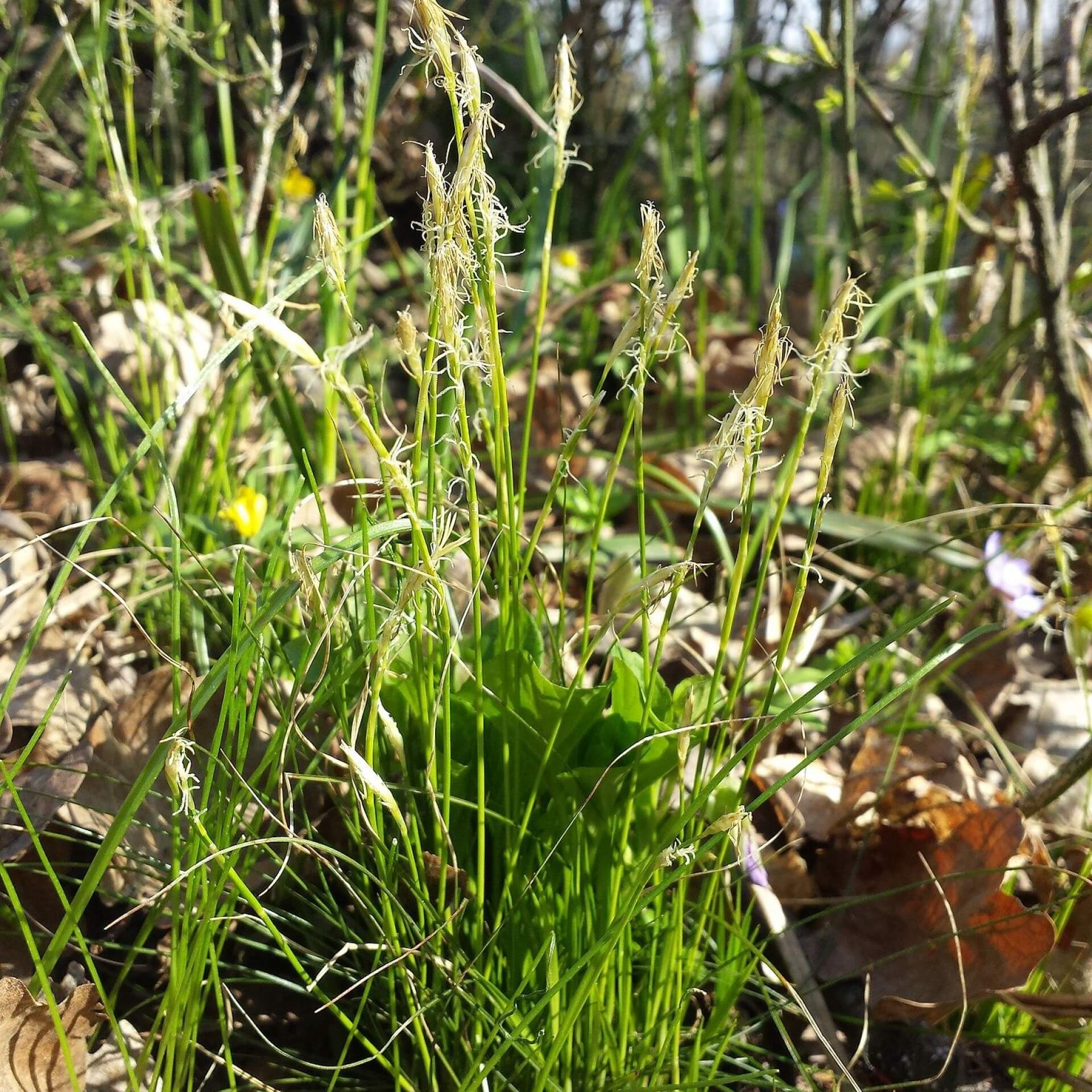 Weiße Segge (Carex alba)