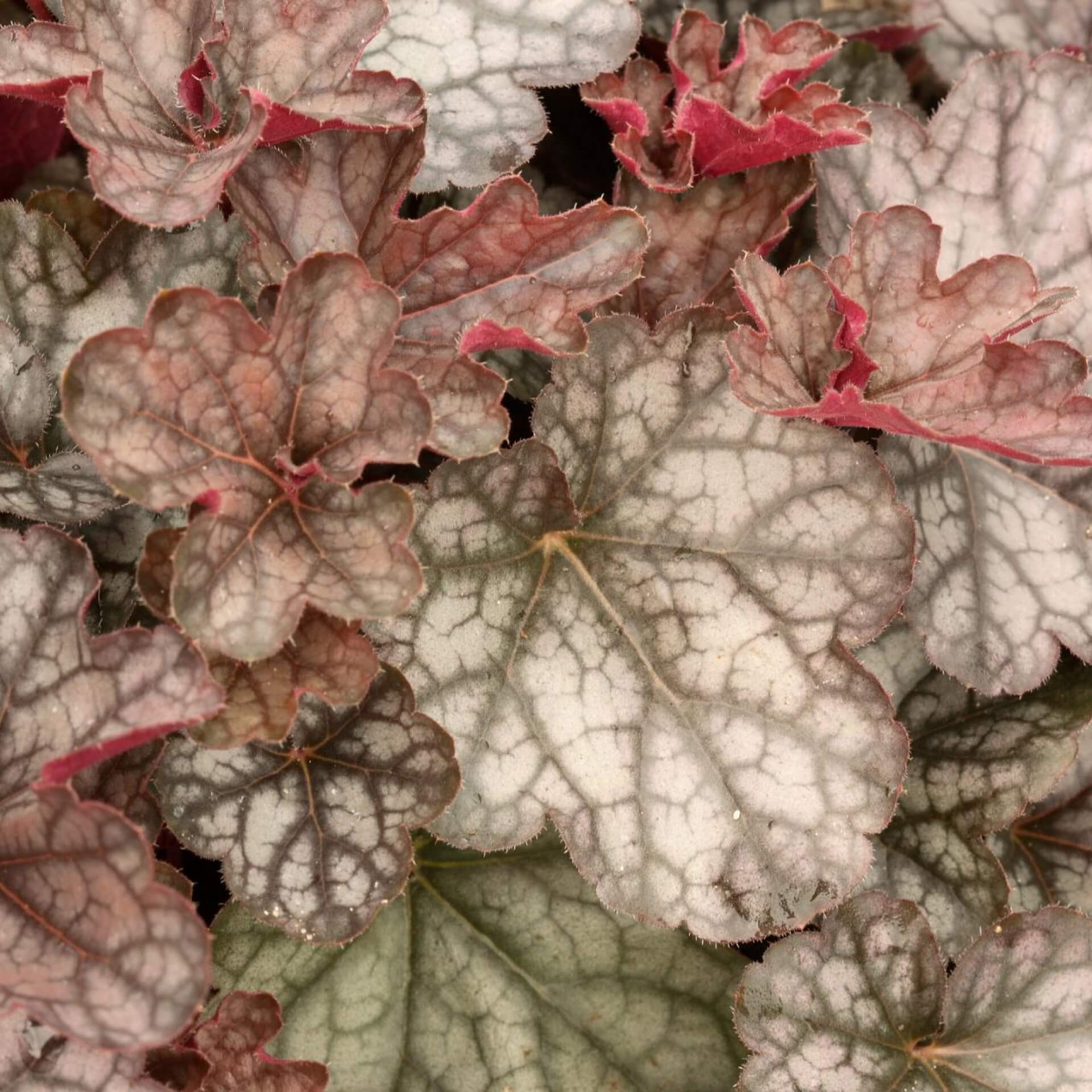 Kleinblütiges Purpurglöckchen 'Regina' (Heuchera micrantha 'Regina')