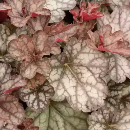 Foto von Kleinblütiges Purpurglöckchen 'Regina' (Heuchera micrantha 'Regina')