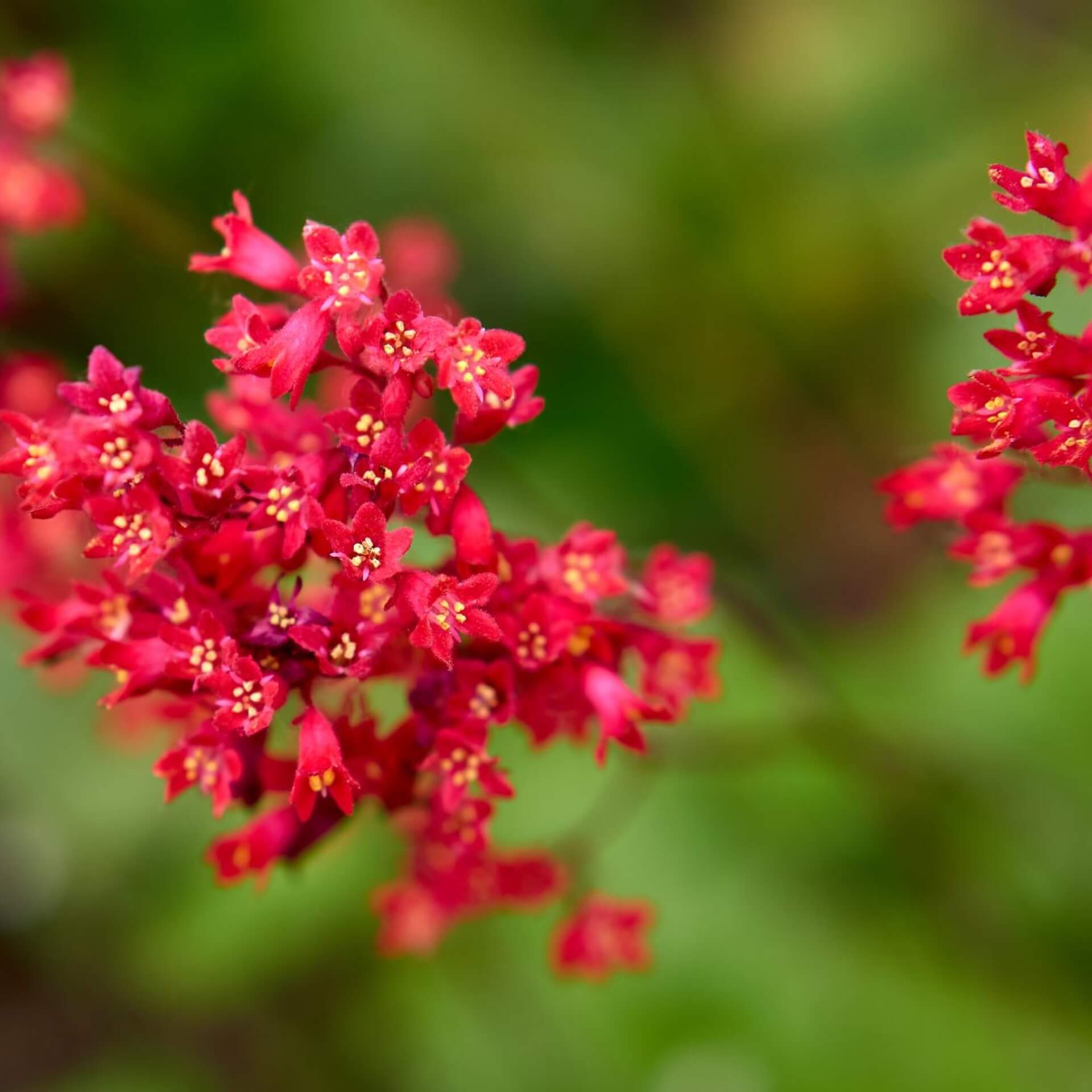 Purpurglöckchen 'Coral Forest' (Heuchera sanguinea 'Coral Forest')