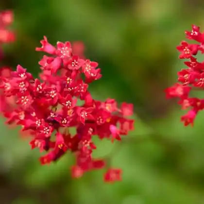 Foto von Purpurglöckchen 'Coral Forest' (Heuchera sanguinea 'Coral Forest')