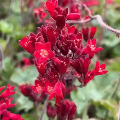 Foto von Purpurglöckchen 'Ruby Bells' (Heuchera sanguinea 'Ruby Bells')