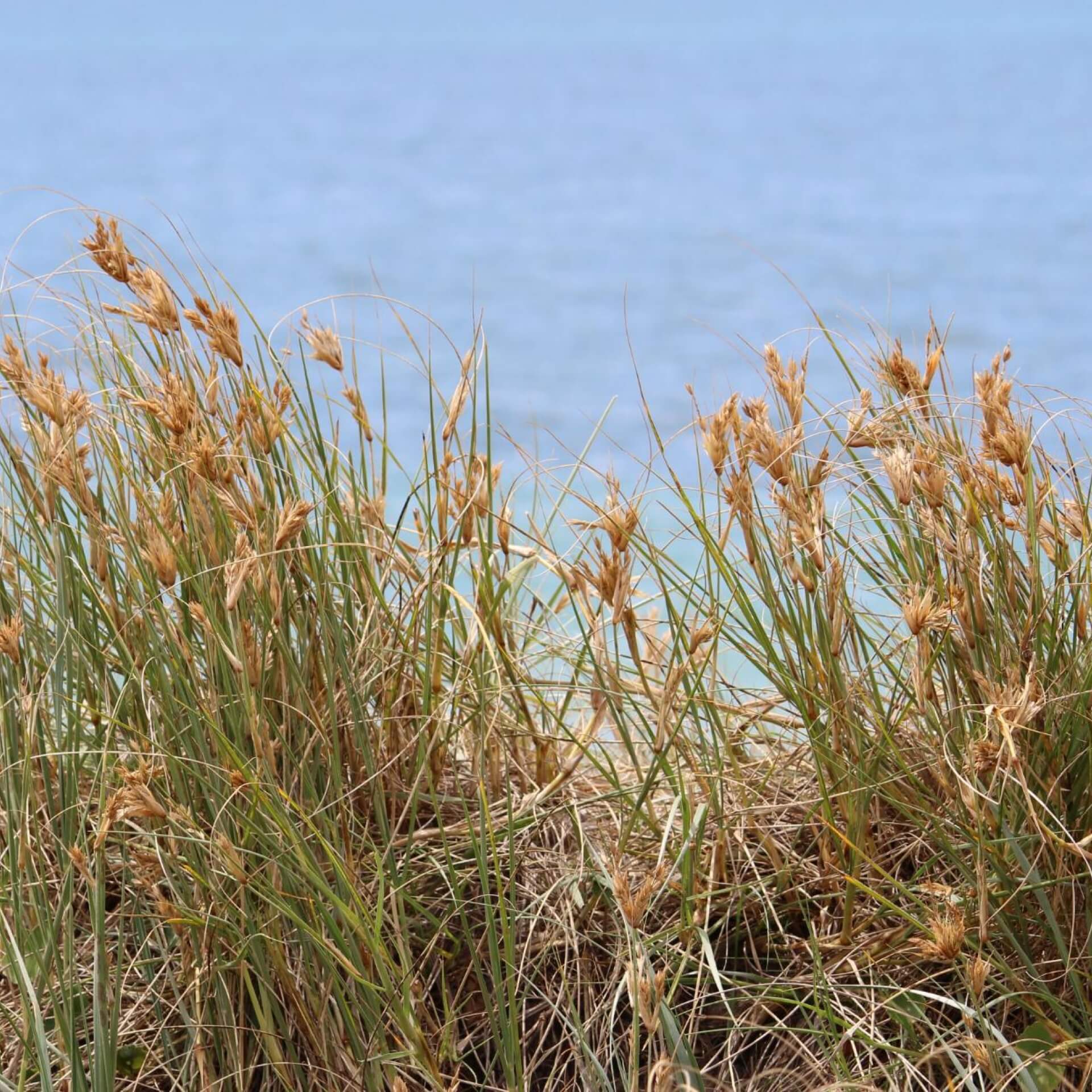 Sand-Segge (Carex arenaria)