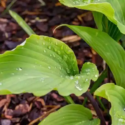 Foto von Lanzen-Funkie  'Red October' (Hosta lancifolia 'Red October')