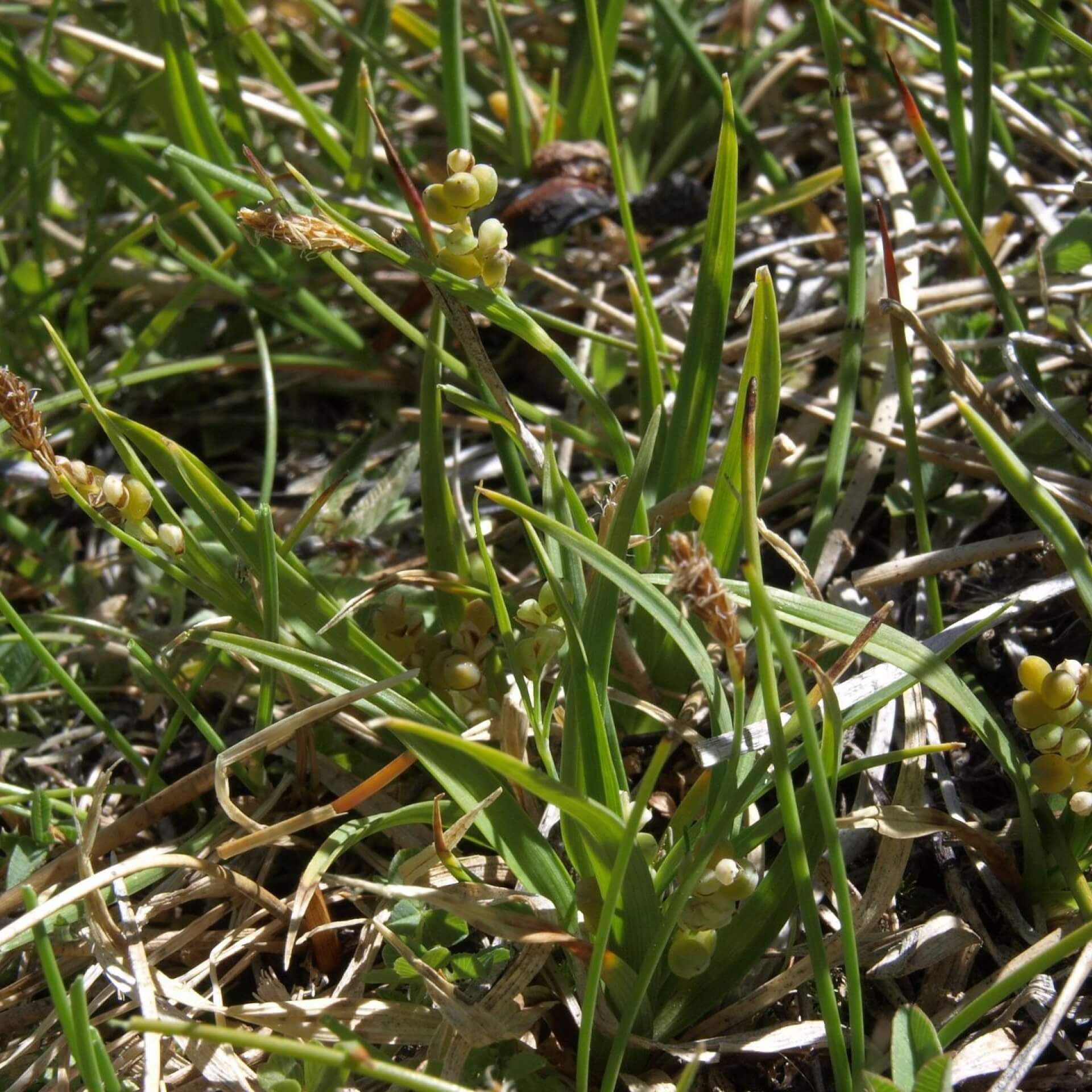 Goldene Segge (Carex aurea)