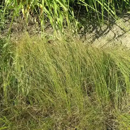 Foto von Zittergras-Segge (Carex brizoides)