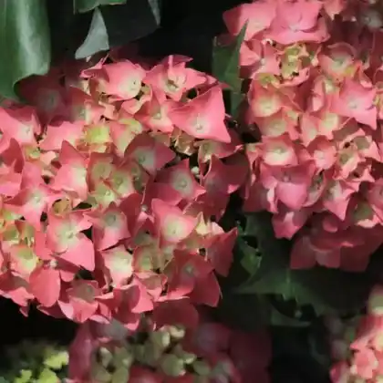 Foto von Garten-Hortensie 'Adria' (Hydrangea macrophylla 'Adria')