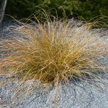 Foto von Fuchsrote Neuseeland-Segge (Carex buchananii)