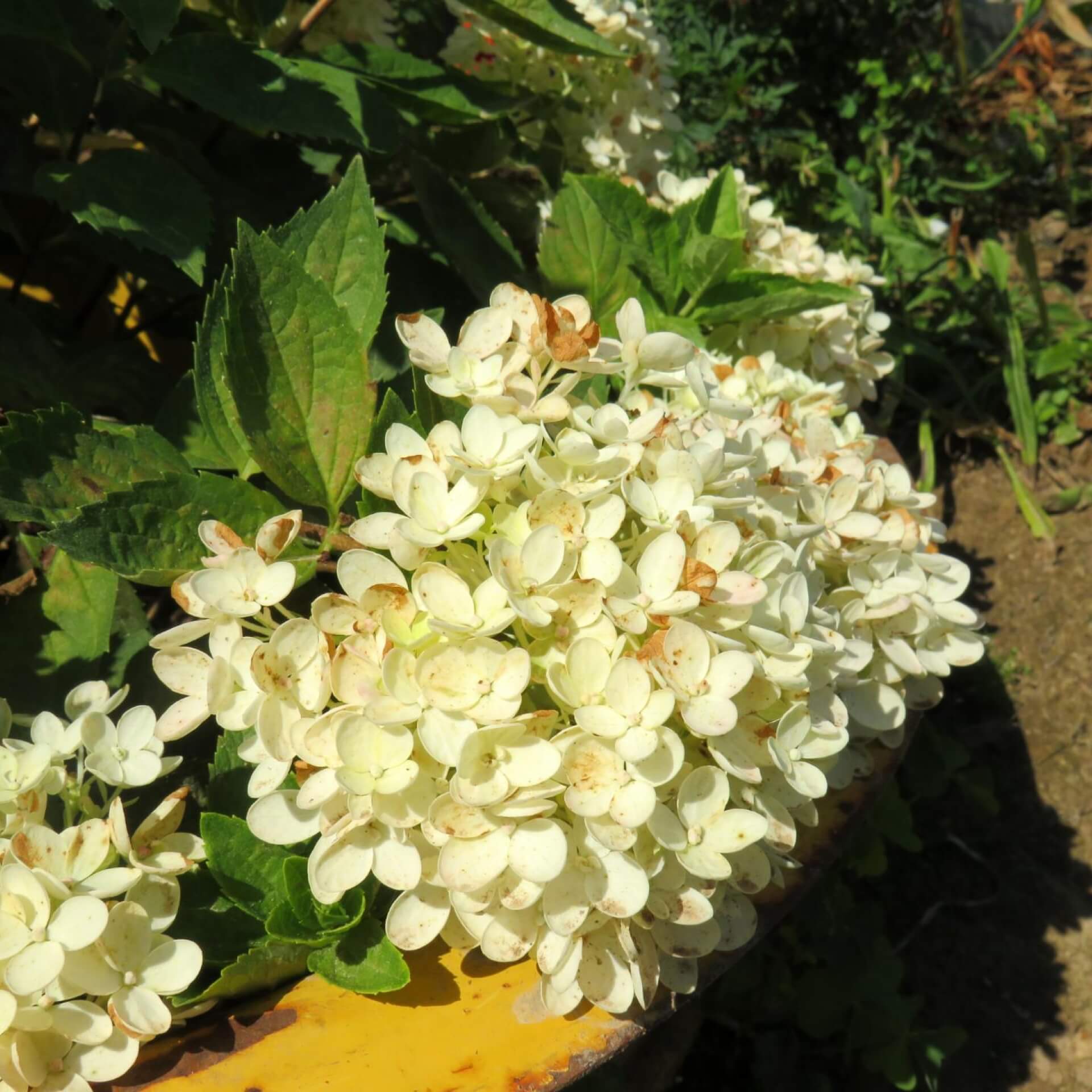 Rispen-Hortensie 'Bombshell' (Hydrangea paniculata 'Bombshell')