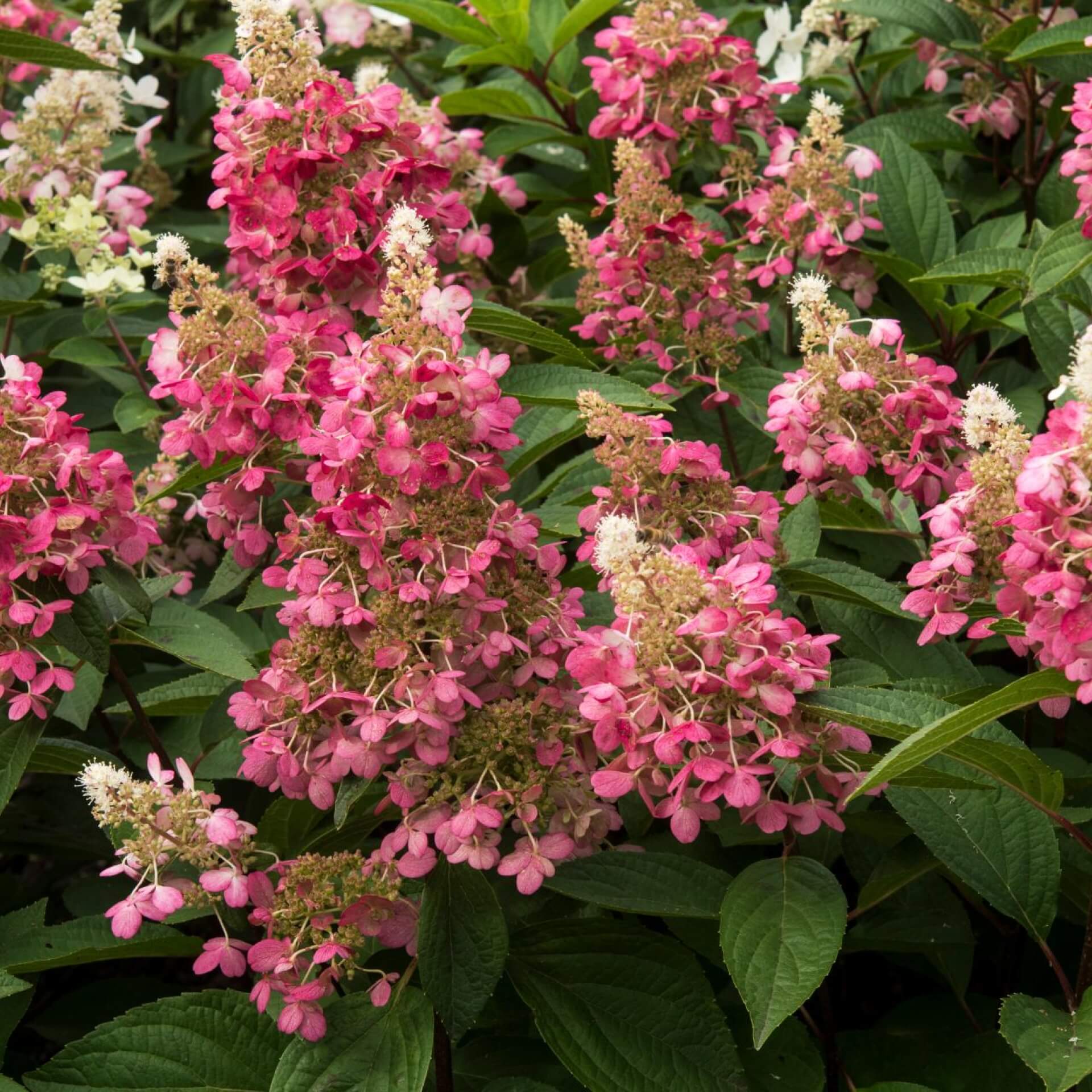 Rispen-Hortensie 'Candlelight' (Hydrangea paniculata 'Candlelight')