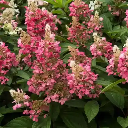 Foto von Rispen-Hortensie 'Candlelight' (Hydrangea paniculata 'Candlelight')