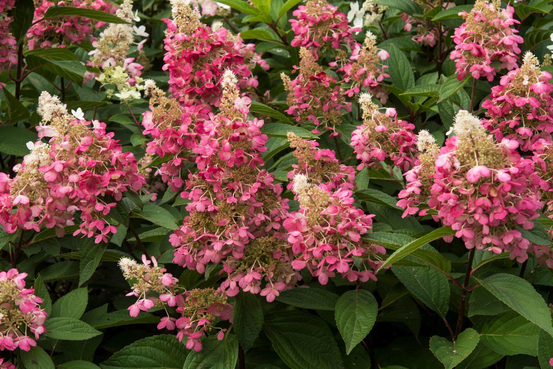 RispenHortensie 'Candlelight' / Hydrangea paniculata 'Candlelight'