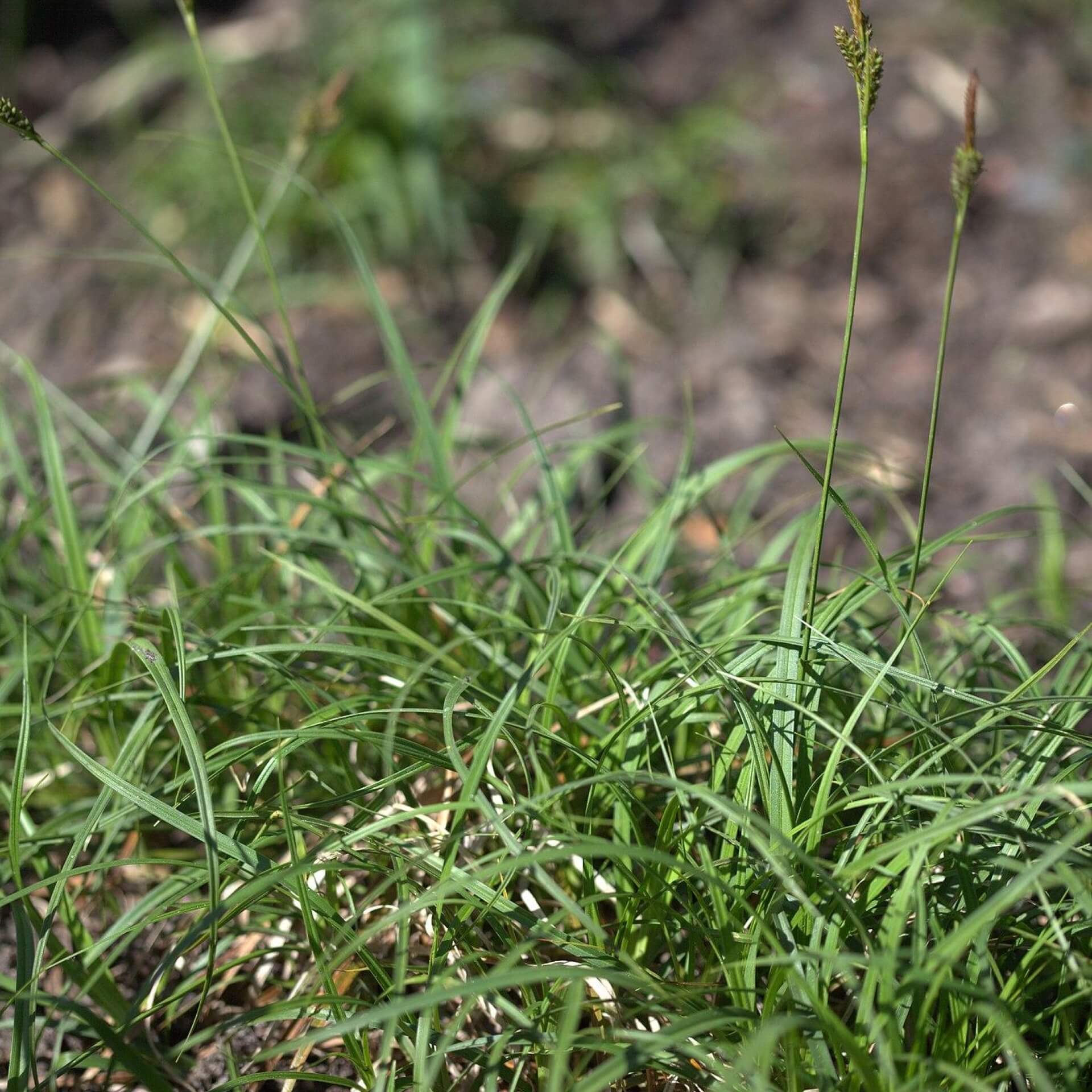 Polsterartige Segge 'The Beatles' (Carex caryophyllea 'The Beatles')