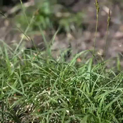 Foto von Polsterartige Segge 'The Beatles' (Carex caryophyllea 'The Beatles')