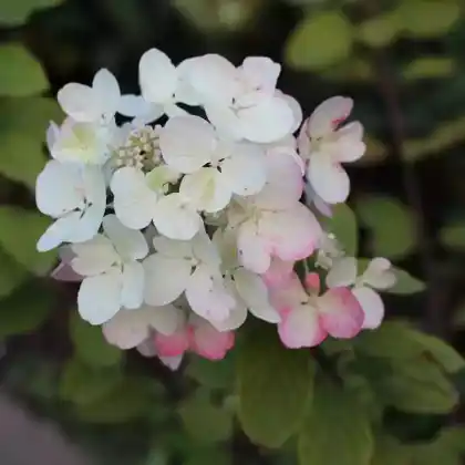 Foto von Rispen-Hortensie 'Diamant Rouge' (Hydrangea paniculata 'Diamant Rouge')