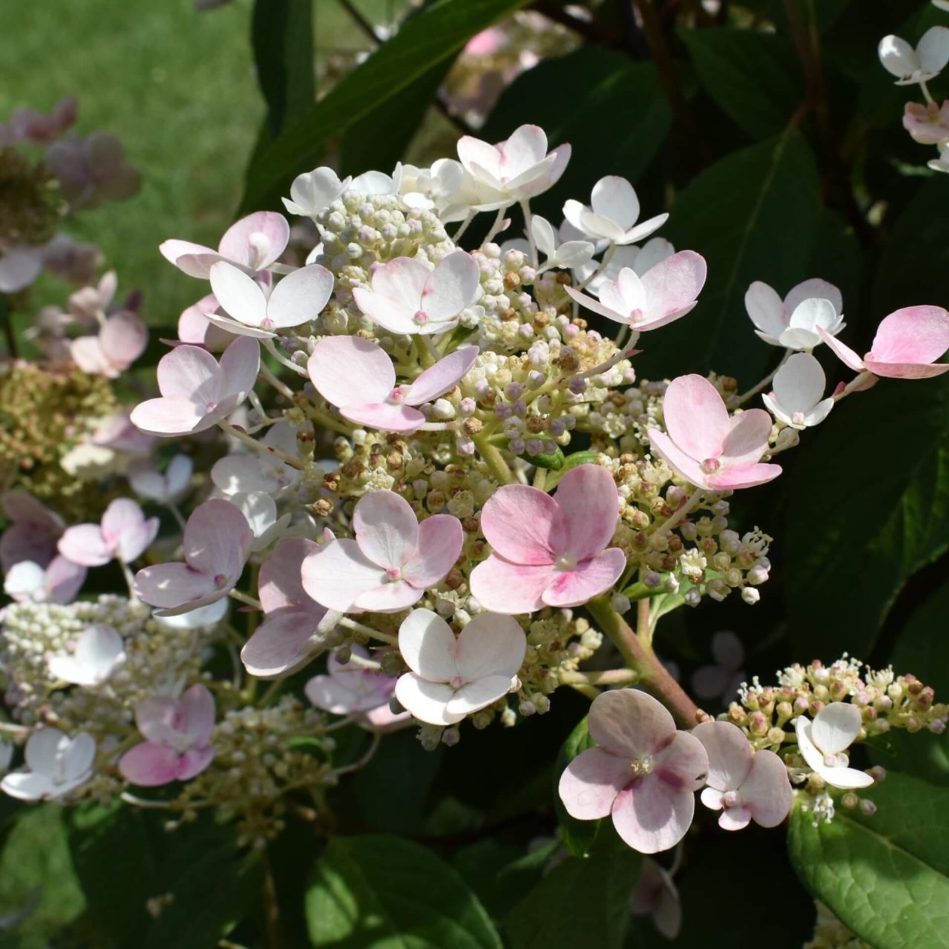 Rispen-Hortensie 'Early Sensation' (Hydrangea paniculata 'Early Sensation')