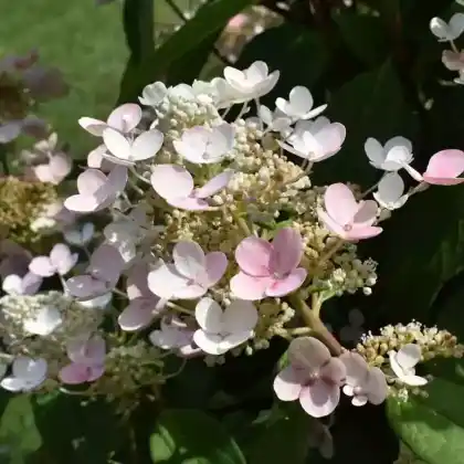 Foto von Rispen-Hortensie 'Early Sensation' (Hydrangea paniculata 'Early Sensation')