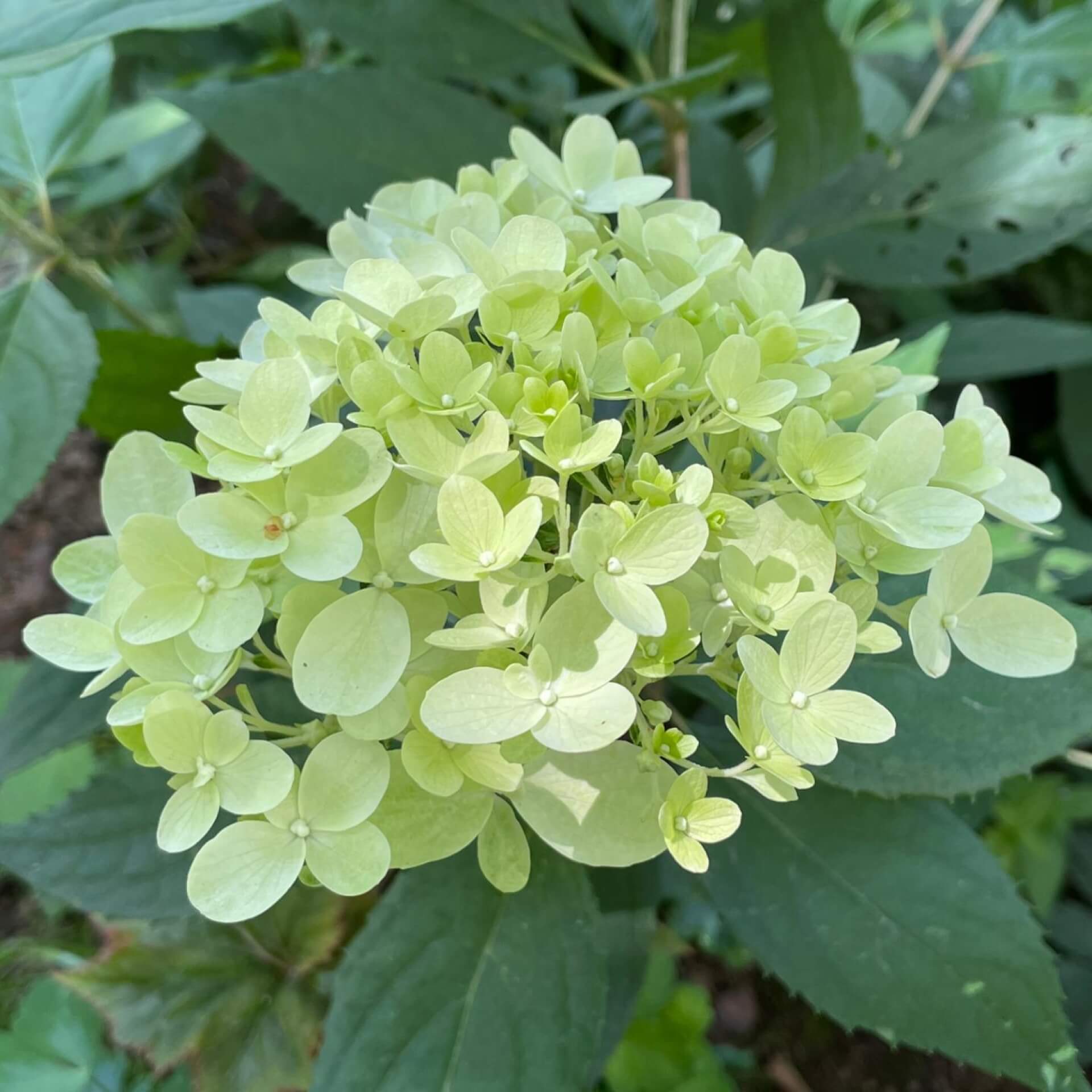 Rispen-Hortensie 'Little Fraise' (Hydrangea paniculata 'Little Fraise')