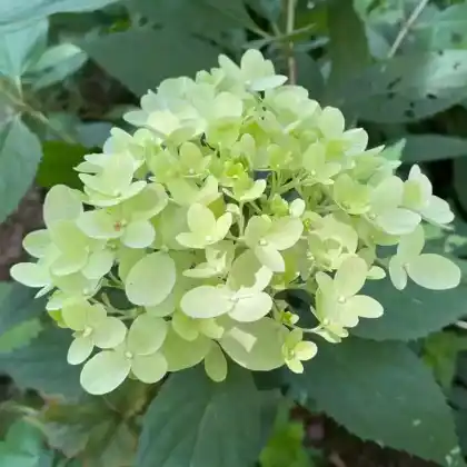 Foto von Rispen-Hortensie 'Little Fraise' (Hydrangea paniculata 'Little Fraise')