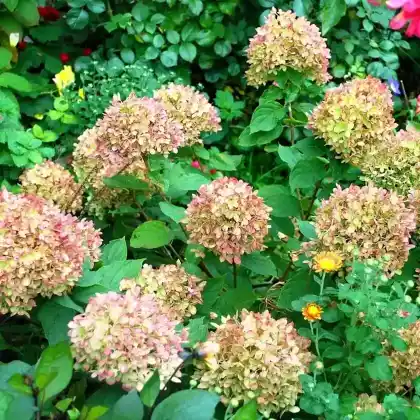 Foto von Rispen-Hortensie 'Little Lime' (Hydrangea paniculata 'Little Lime')