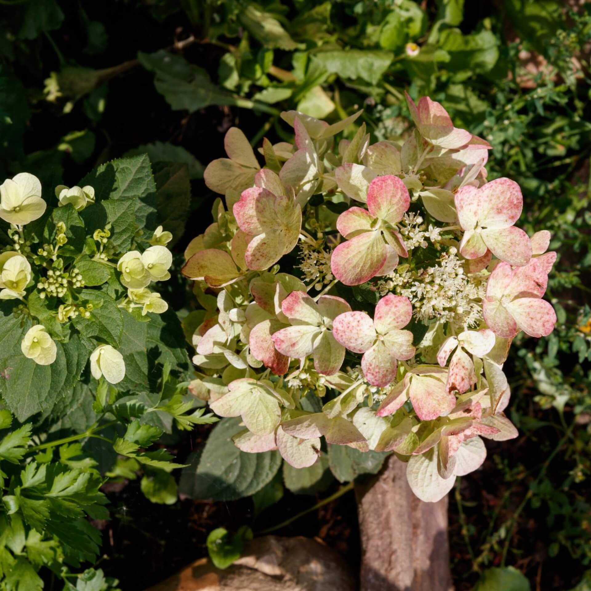 Rispen-Hortensie 'Magical Fire' (Hydrangea paniculata 'Magical Fire')