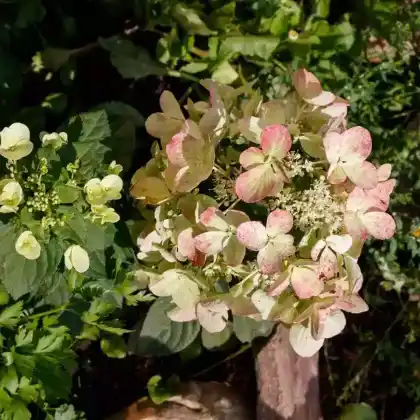 Foto von Rispen-Hortensie 'Magical Fire' (Hydrangea paniculata 'Magical Fire')
