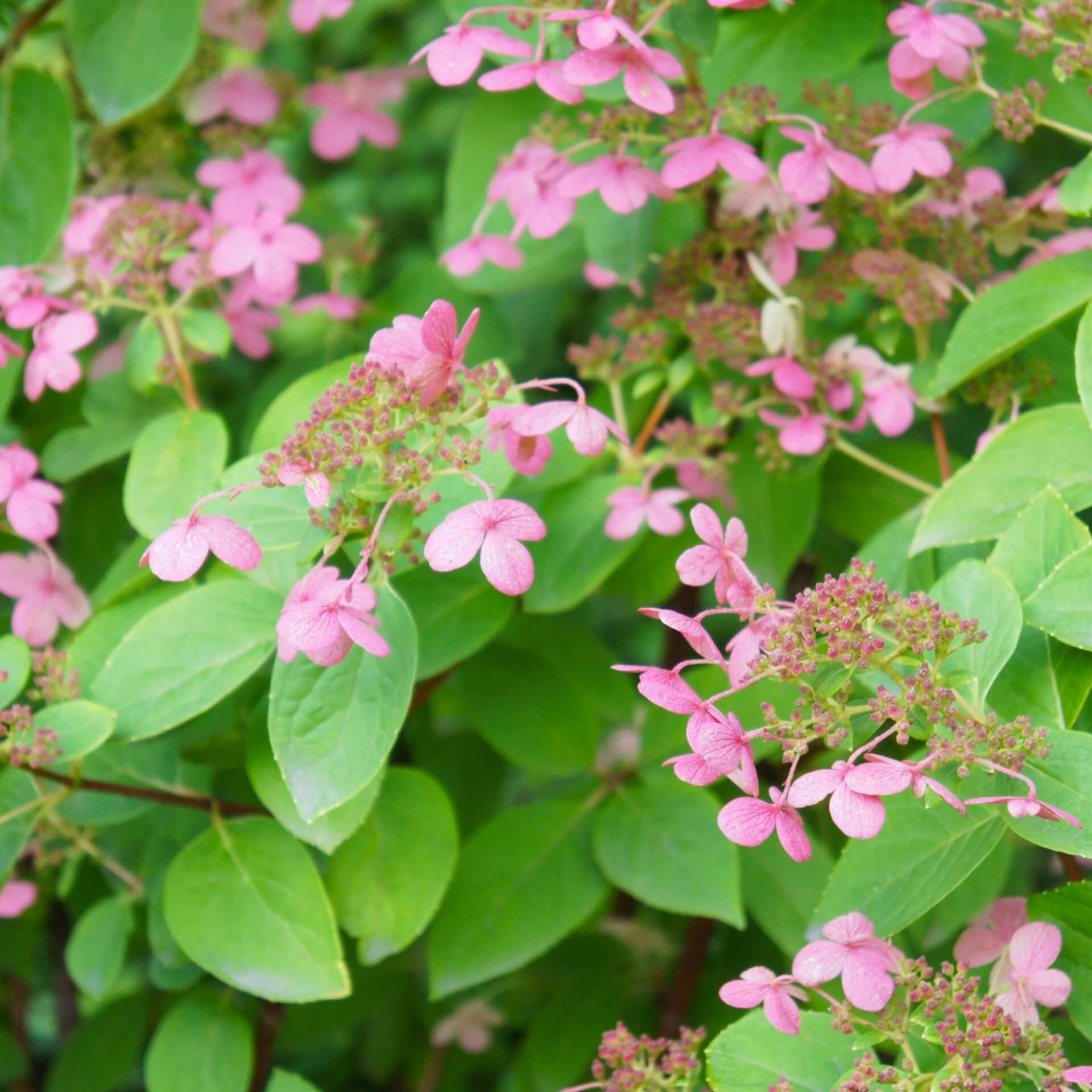 Rispen-Hortensie 'Magical Flame' (Hydrangea paniculata 'Magical Flame')