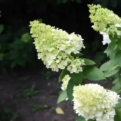 Foto von Rispen-Hortensie 'Magical Moonlight' (Hydrangea paniculata 'Magical Moonlight')