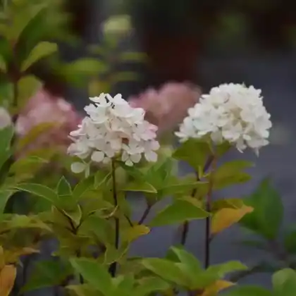 Foto von Rispen-Hortensie 'Mojito' (Hydrangea paniculata 'Mojito')