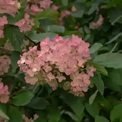 Foto von Rispen-Hortensie 'Pink Diamond' (Hydrangea paniculata 'Pink Diamond')