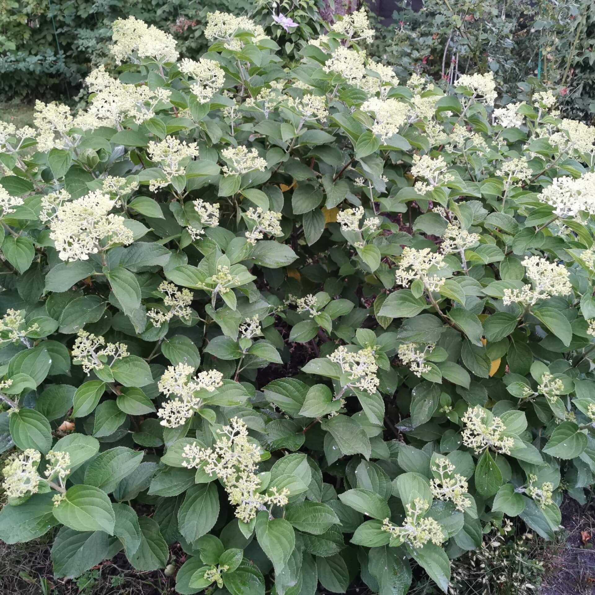 Rispen-Hortensie 'Silver Dollar' (Hydrangea paniculata 'Silver Dollar')