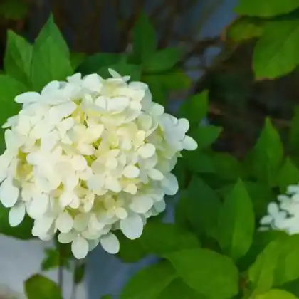 Foto von Rispen-Hortensie 'Skyfall' (Hydrangea paniculata 'Skyfall')