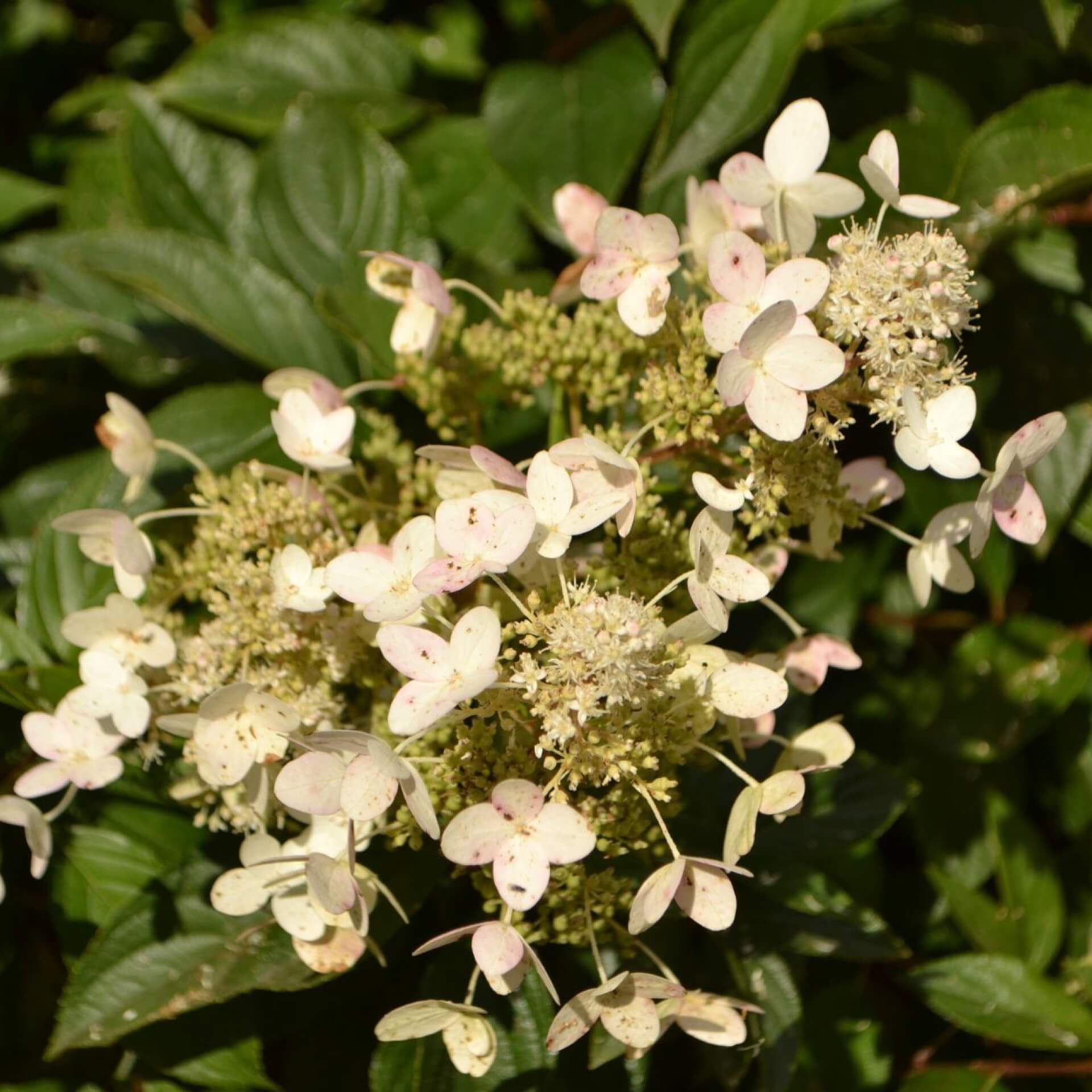 Rispen-Hortensie 'Tardiva' (Hydrangea paniculata 'Tardiva')